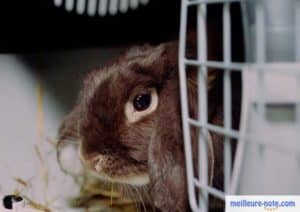 un lapin marron dans sa cage