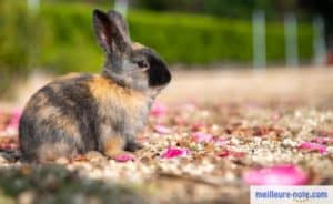 un lapin tricolore en promenade