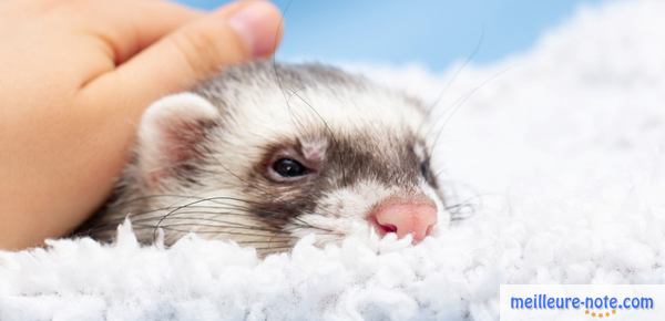 un homme caresse son furet