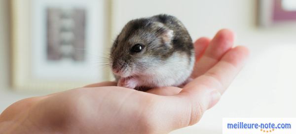 un hamster Sibérien dans la main