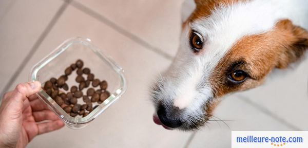 un maitre donne de la nourriture pour son chien