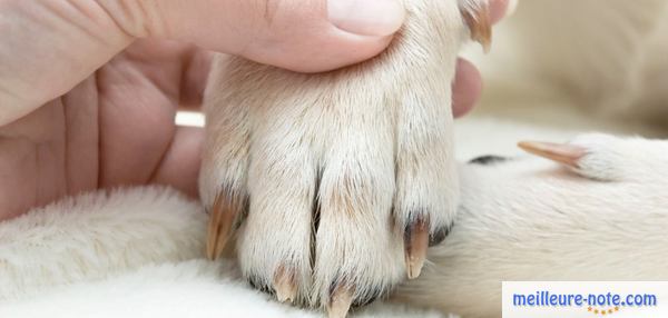 une propriétaire examine l'orteil d'un chien 