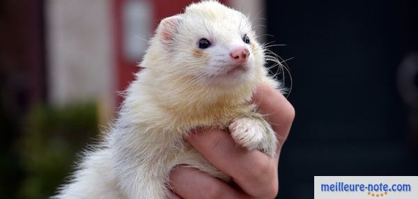 un furet dans la main