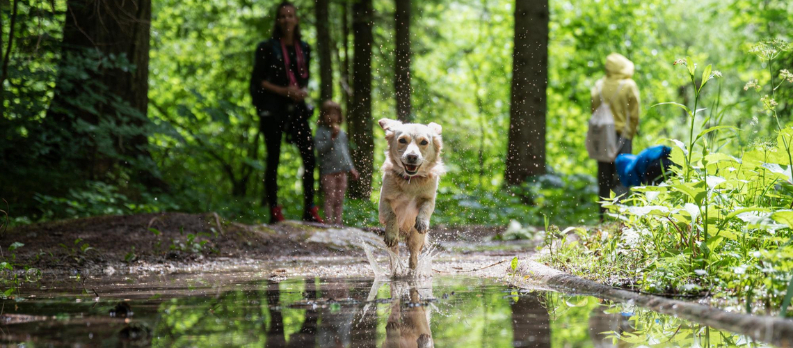 Maladie de lyme du chien