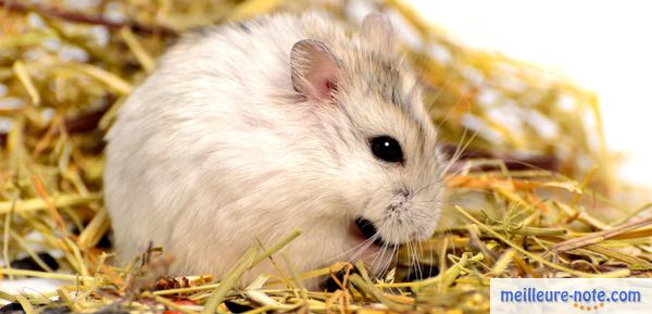 un petit hamster mange