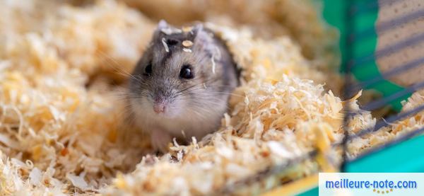 un petit hamster gris dans un litière