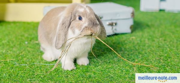 un petit lapin bélier