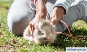 une femme qui pose son harnais à son lapin