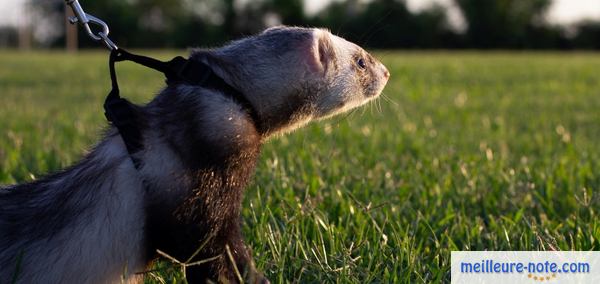 un furet se balade 