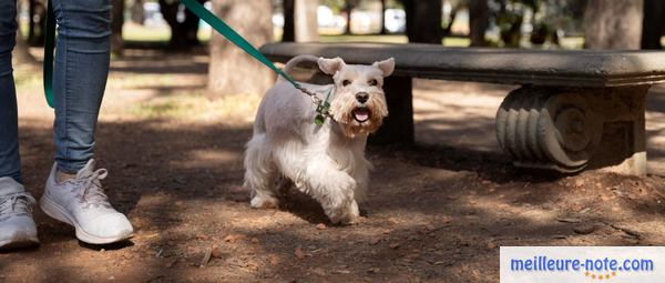 un propriétaire avec son chien font leur promenade