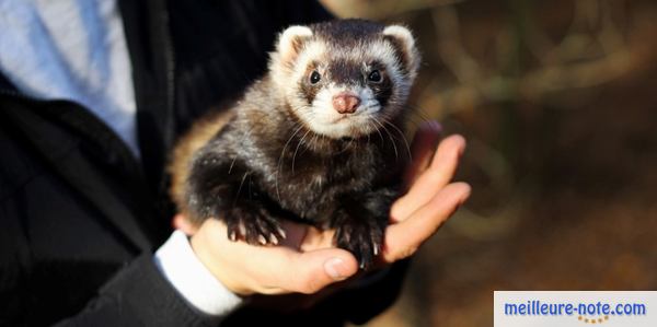 un furet en bonne santé