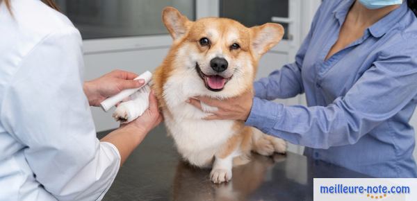 une femme apporte son chien chez le vétérinaire