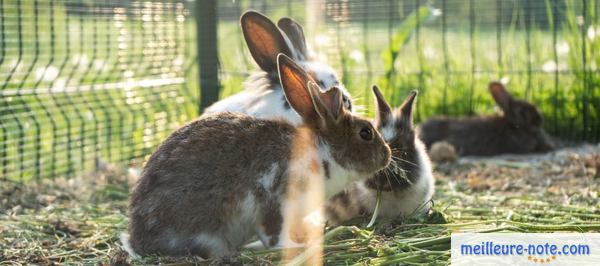 trois lapins dans leur cage