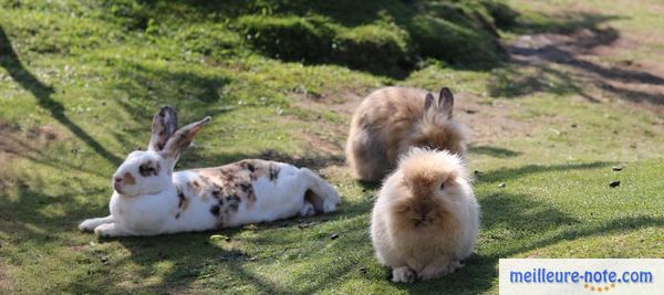 trois lapins jouent au jardin