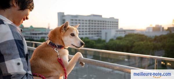 un propriétaire avec son chien en vacance