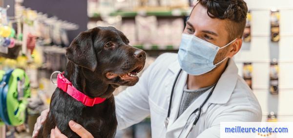 un vétérinaire dans une animalerie