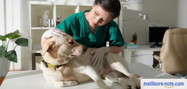 une vétérinaire qui consulte un chien blanc