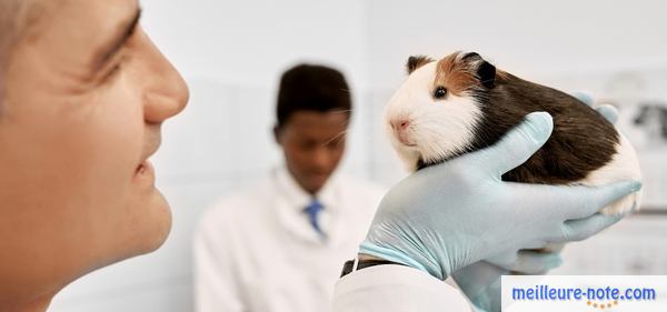 un vétérinaire regarde un hamster