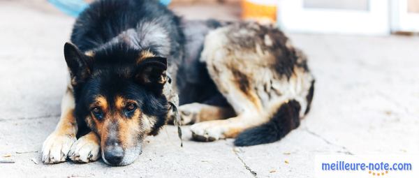un chien berger qui est malade