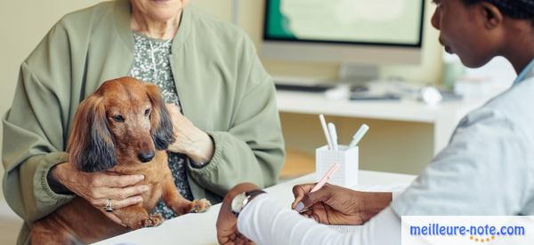 une consultation chez le vétérinaire