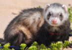 Alimentation du furet