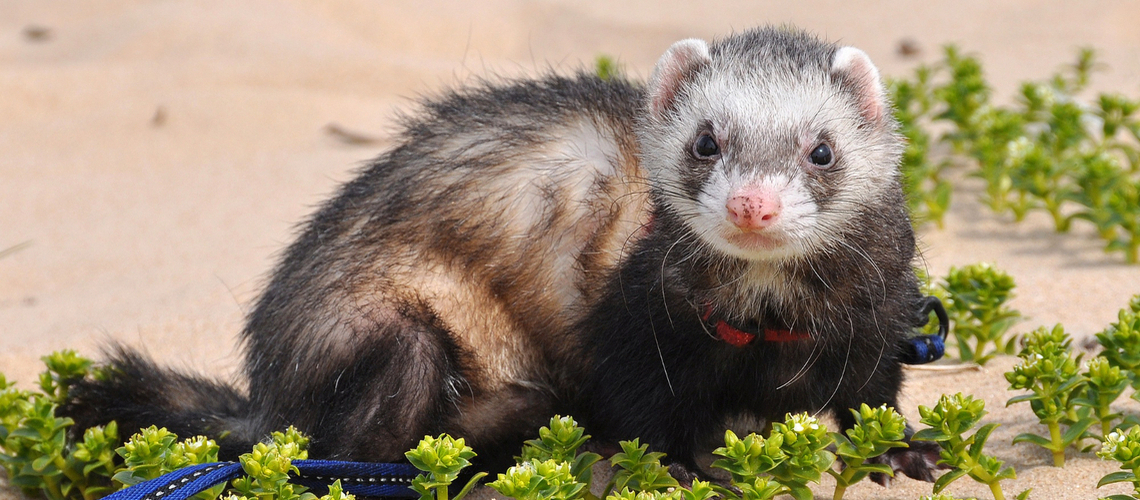 Alimentation du furet