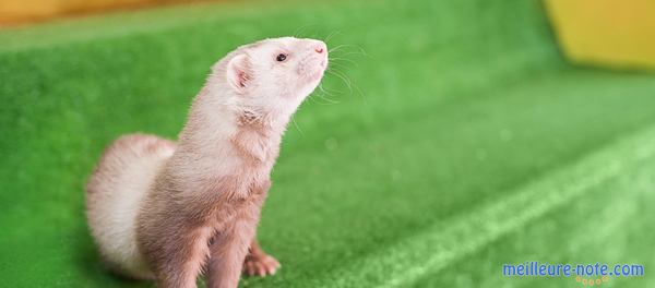 un beau furet blanc sur le tapis