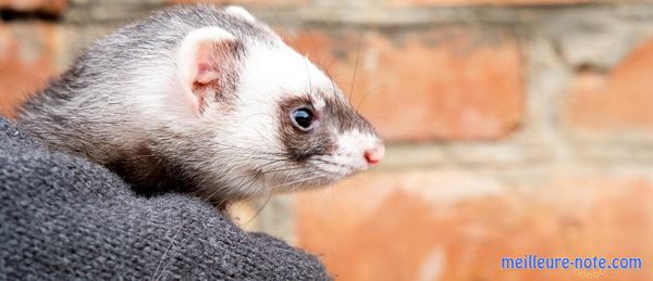 un furet gris blanc