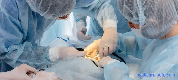 deux vétérinaires qui font l'opération 