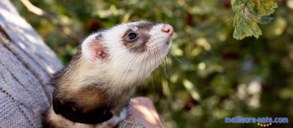 une femme porte un furet