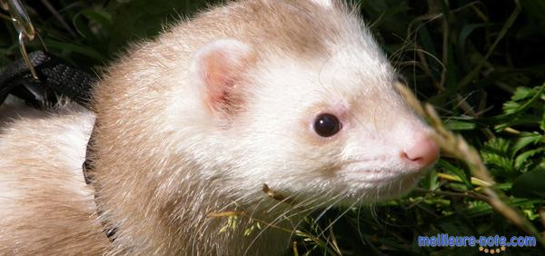 un furet aves un harnais