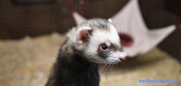 Un furet dans une cage