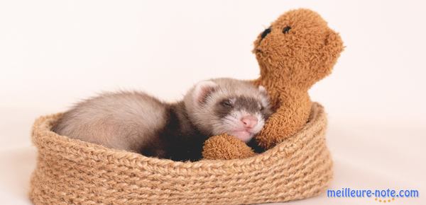 Un furet dans un panier avec un doudou