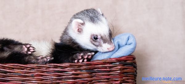 Un furet dans un petit panier