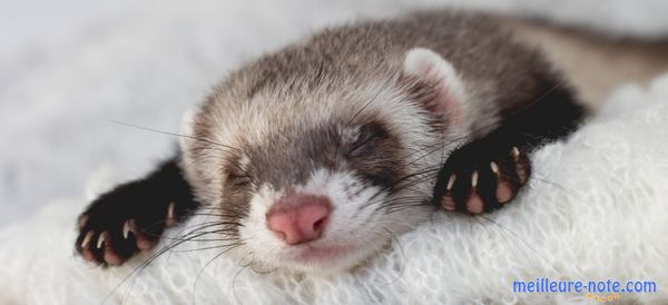 un furet qui dort