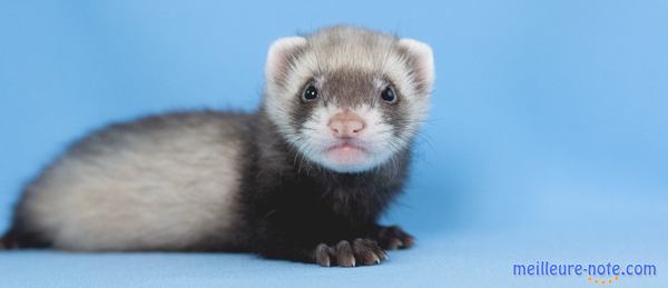 un petit furet gris et noir