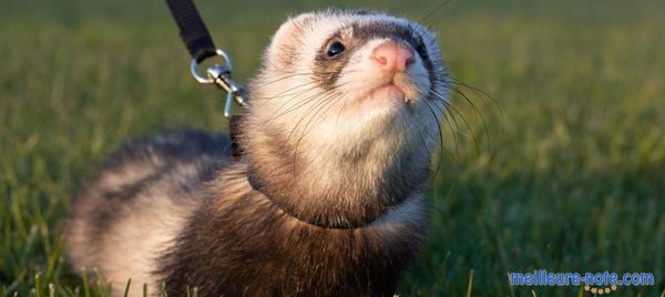 un propriétaire amène son furet à l'éxterieur