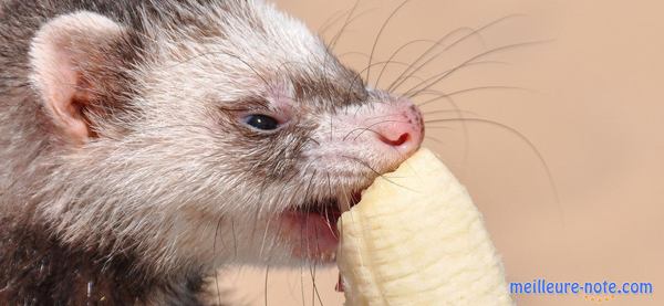 un furet mange une banane