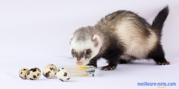 Un furet qui mange des oeufs