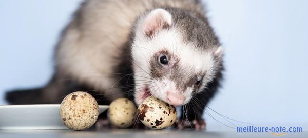 un furet mange des oeufs