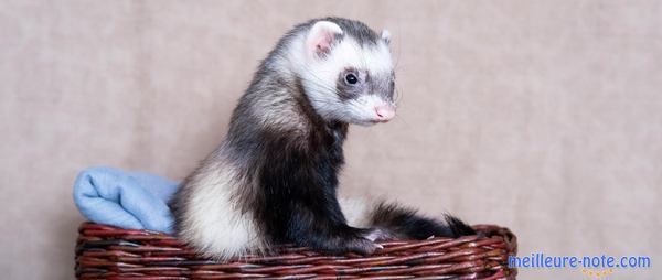 un furet dans un panier