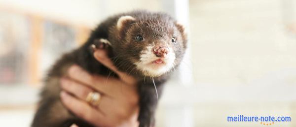 un furet dans la main