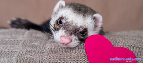 un furet près d'un cœur en papier 
