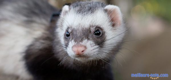 un furet de sable noir et gris