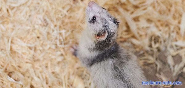 Un furet qui marche sur de la litière