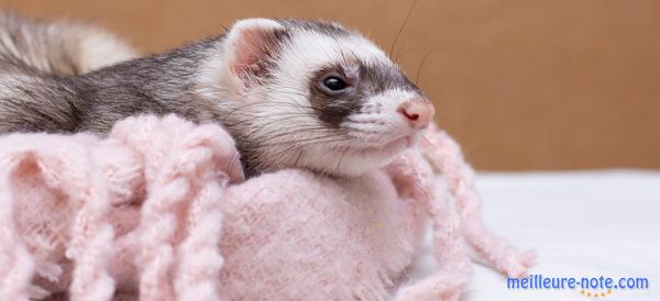 un furet qui se repose sur le linge