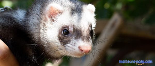 une main tient un furet