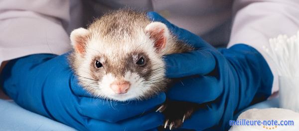un vétérinaire et une furette