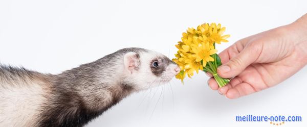 Une main qui tend une fleur à une furette