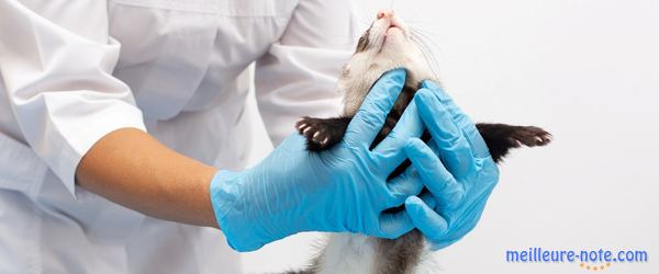 un furet malade chez le vétérinaire